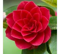 Kamelie - Camellia Japonica Rood - 40-50 cm en conteneur
