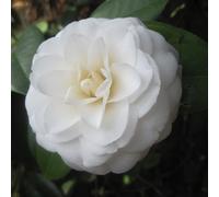 Kamelie - Camellia Japonica Wit - 60-80 cm en conteneur