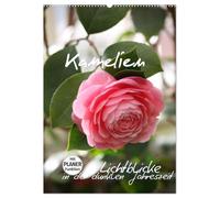 Kamelien Lichtblicke in der dunklen Jahreszeit (Wandkalender 2026 DIN A2 hoch), CALVENDO Monatskalender: Die Blütenpracht der Kamelien