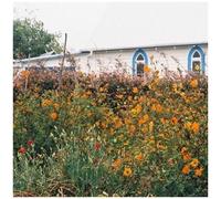 Kane Strang – Blue Cheese – Vinyle (Bada Bing)