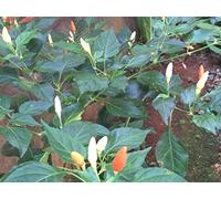 Kanthari Chili Pepper, Occhio di indiano White Bird, Chili- 10 semi- extremerly Rare
