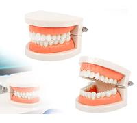 KAPSING Denture Model Standard Dentist Toy Tooth Model for Teaching Teeth Brushing Children (modèle de dentier standard de dentiste pour apprendre aux enfants à se brosser les dents)