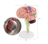 Karlak Modèle de Cerveau Humain pour Enseignement, Jouet Interactif