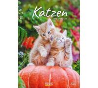 Katzen 2027: Wandkalender mit Fotos von Katzen. Format 23,5 x 33,5 cm.