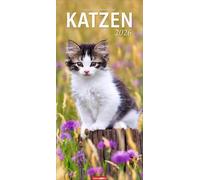 Katzen Kalender 2026: Ein XL Wandkalender, der die Samtpfoten perfekt in Szene setzt. Katzen und Kätzchen in einem länglichen Kalender. 33 x 68 cm Hochformat