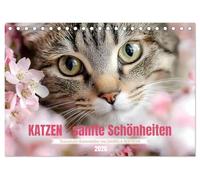 Katzen - sanfte Schönheiten (Tischkalender 2026 DIN A5 quer), CALVENDO Monatskalender: Lassen Sie sich jeden Monat aufs Neue durch die wunderbare Welt der Katzen verzaubern.