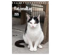 Katzenalltag 2026 (Tischkalender 2026 DIN A5 hoch), CALVENDO Monatskalender: Dieser Kalender zeigt die Welt der Katzen die im Tierheim leben!