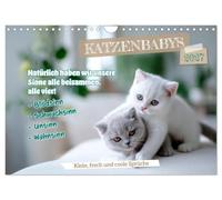Katzenbabys - Klein, frech und coole Sprüche (Wandkalender 2027 DIN A4 quer), CALVENDO Monatskalender: Niedliche und humorvolle Katzenmomente