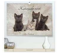 Katzenjahr 2026 (hochwertiger Premium Wandkalender 2026 DIN A2 quer), Kunstdruck in Hochglanz: Wenn Katzen auf der Straße überleben müssen