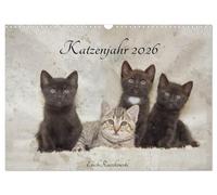 Katzenjahr 2026 (Wandkalender 2026 DIN A3 quer), CALVENDO Monatskalender: Wenn Katzen auf der Straße überleben müssen