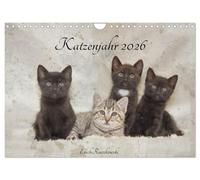 Katzenjahr 2026 (Wandkalender 2026 DIN A4 quer), CALVENDO Monatskalender: Wenn Katzen auf der Straße überleben müssen