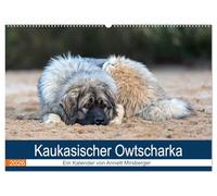 Kaukasischer Owtscharka (Wandkalender 2026 DIN A2 quer), CALVENDO Monatskalender: Ihre Aufgabe ist die Bewachung von Haus und Hof und z.B. Schafherden