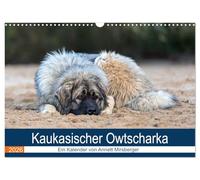 Kaukasischer Owtscharka (Wandkalender 2026 DIN A3 quer), CALVENDO Monatskalender: Ihre Aufgabe ist die Bewachung von Haus und Hof und z.B. Schafherden