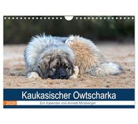 Kaukasischer Owtscharka (Wandkalender 2026 DIN A4 quer), CALVENDO Monatskalender: Ihre Aufgabe ist die Bewachung von Haus und Hof und z.B. Schafherden