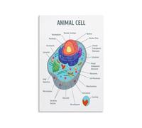 KCDFDVJFBM Animal Cell Biology Poster, Science Anatomy Educational Chart with Nucleus & Mitochondria, Classroom Wall-Art for School, Bedroom and Study Room(Unframed,16x24inch(40x60cm))
