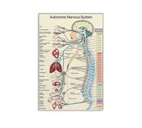 KCDFDVJFBM Autonomic Nervous System Diagram - Anatomy Reference Poster, Clean Design Canvas Wall-Art for Office, Study, or Healthcare Environment(Framed,16x24inch(40x60cm))