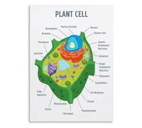 KCDFDVJFBM Botany Educational Poster, Plant Cell Anatomy Biology Chart, Science Classroom Decor, Homeschool Learning Tool, Canvas Print for Living Room(Unframed,12x18inch(30x45cm))