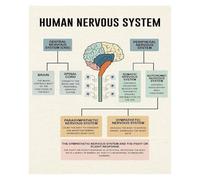 KCDFDVJFBM Canvas Poster of The Human Brain, Educational Science Wall-Art, Diagram Inspired Decor for Office, Classroom, Home Study(Framed,08x12inch(20x30cm))