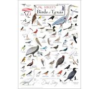 KCDFDVJFBM Common Birds of Texas Poster for - Friendly Illustrations with Names, for Nursery, Playroom, or Homeschool Decor(Framed,16x24inch(40x60cm))