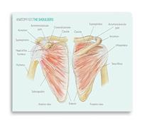 KCDFDVJFBM Doctors Office Decor Shoulder Joint Anatomy Poster Educational Wall Chart for Students(Framed,12x18inch(30x45cm))