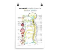 KCDFDVJFBM Educational Autonomic Nervous System Chart Anatomy Poster of Sympathetic Parasympathetic Nerves and Brain Science Canvas Wall Art Decor(Framed,16x24inch(40x60cm))