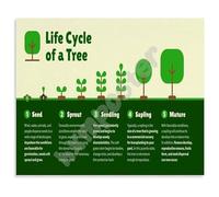 KCDFDVJFBM Life Cycle of a Tree Poster Growth Stages from Seed to Forest Educational Wall-Art for Classroom Home School Decor(Unframed,08x12inch(20x30cm))
