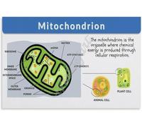 KCDFDVJFBM Mitochondria and Cellular Respiration Poster Biology Science Wall-Art for Classroom Home Office Decor(Unframed,12x18inch(30x45cm))