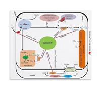 KCDFDVJFBM Molecular Biology Reference Poster Optimal Potassium Levels in Plant Cells Canvas Painting for Wall Decor(Unframed,16x24inch(40x60cm))