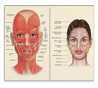 KCDFDVJFBM Surgeon Reference Poster: Vintage Facial Anatomy for Botox and Training(Unframed,12x18inch(30x45cm))
