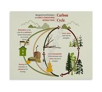 KCDFDVJFBM The Carbon Cycle Science Chart Educational Biology Poster Environmental Study Wall-Art for Classroom (Unframed,08x12inch(20x30cm))