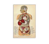 KCDFDVJFBM Vintage Anatomy Poster - Classic Human Body Organ Systems Chart, Artistic Canvas Wall-Art for Home Office, Study, or Clinic Decor(Unframed,16x24inch(40x60cm))