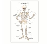 KCDFDVJFBM Vintage Human Anatomy Art - Skeletal System and Bone Structure Chart, Classic Poster for Doctor Office, Home Study, or Classroom Decor(Unframed,12x18inch(30x45cm))