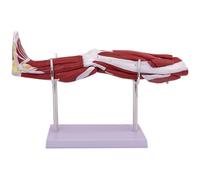 KDJFS 50cm Modèle d'anatomie des Muscles de la Jambe, Modèle d'anatomie Musculaire des Membres Inférieurs avec Indicateurs de Localisation Anatomiques Numériques et Base de Support