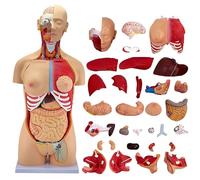 KDJFS Grand Torse Anatomique Humain 85 cm - Modèle Éducatif avec 32 Organes Amovibles | Support Pédagogique pour Enseignants, Étudiants et Parents