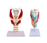 KDJFS Maquette Anatomique de l’Appareil Vocal - Modèles du Larynx et des Cordes Vocales pour Formation Vocale, Rééducation Orthophonique et Démonstration Pédagogique