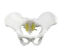 KDJFS Mini Modèle de Bassin Humain - Squelette Pelvien Anatomique Portable pour Démonstration de l’Accouchement, Éducation des Patients et Formation en Rééducation