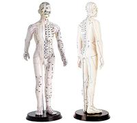 KDJFS Modele Anatomique Méridiens avec Clairement Meridiens Points MTC Proportions Réelles du Corps Mannequin Acupuncture pour la Formation Pratique de l'Acupuncture