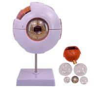 KDJFS Modèle Anatomique Oeil 6X Yeux Anatomie du Modèle avec 12 Étiquettes de Numéros de Position Anatomiques et Manuel de Position Anatomique en Anglais et 6 Détachables