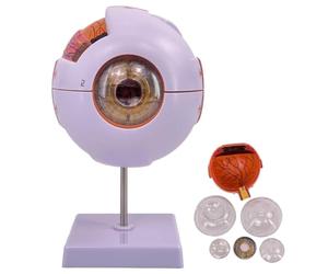 KDJFS Modèle Anatomique Oeil 6X Yeux Anatomie du Modèle avec 12 Étiquettes de Numéros de Position Anatomiques et Manuel de Position Anatomique en Anglais et 6 Détachables