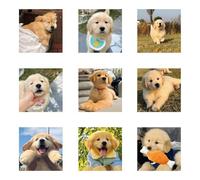keadiseu 120 Autocollants d'adorables Chiots Golden Retriever, décalcomanies de Golden Retriever, Autocollants décoratifs pour PC, téléphone, Agenda et Tasse