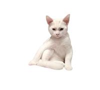 keadiseu Lot de 100 Autocollants Amusants en Forme de Chat, Autocollants décoratifs en matériau pour Animaux de Compagnie pour journaux, Bureaux, cahiers, travaux manuels et Utilisation Quotidienne