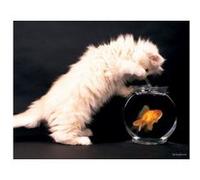 Keith Kimberlin - Chat - 40x50 cm - AFFICHE / POSTER G