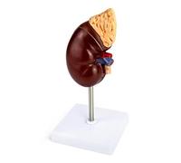 kekaa Modèle de Rein Modèle de Rein Modèle de Rein en PVC 2 Parties Montrant la Structure Interne une Réplique de L'Anatomie Humaine Du Rein pour Outil Éducatif pour les Médecins
