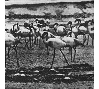 Kellarissa - Flamingo