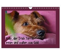 Kelly, der Irish Terrier - innen und außen aus Gold (Wandkalender 2026 DIN A4 quer), CALVENDO Monatskalender: Kelly, der einzigartige Irish Terrier