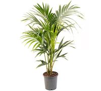 Kentia Palm - Howea forsteriana | Purificateur d'air intérieur | Plante d'intérieur en pot de grande taille