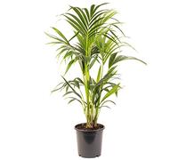 Kentia Palm - Howea forsteriana | Purificateur d'air intérieur | Plante d'intérieur en pot de grande taille