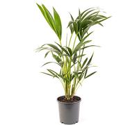 Kentia Palm - Howea forsteriana | Purificateur d'air intérieur | Plante d'intérieur en pot de grande taille