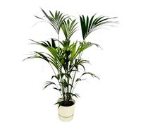 Kentia palmier dont Greenville Rond blanc - 150-160cm - Ø30cm - Plante d'intérieur - Ensemble complet - Plante avec pot