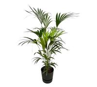 Kentia palmier dont Greenville Rond noir - 150-160cm - Ø30cm - Plante d'intérieur - Ensemble complet - Plante avec pot
